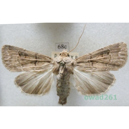 Agrotis bigramma (Esper, 1790) Czech68c